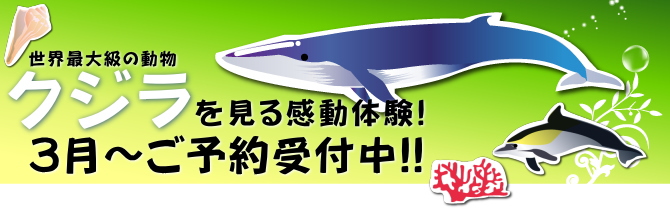 クジラを見る感動体験-3月からご予約受付中