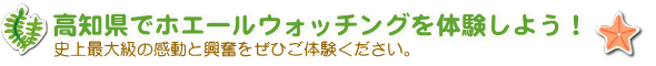 高知県でホエールウォッチングを体験