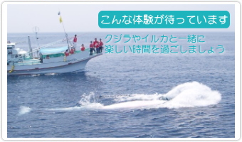 こんな体験が待っています-クジラやイルカと一緒に楽しい時間を過ごしましょう